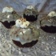 Irish coffee cakes - bageopskrift